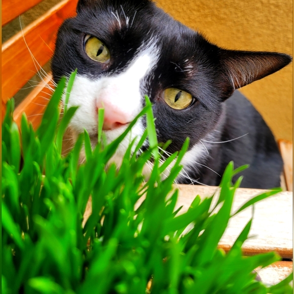 â ď¸ ALLERGY ALERT! â ď¸ - Picture 6 of 8